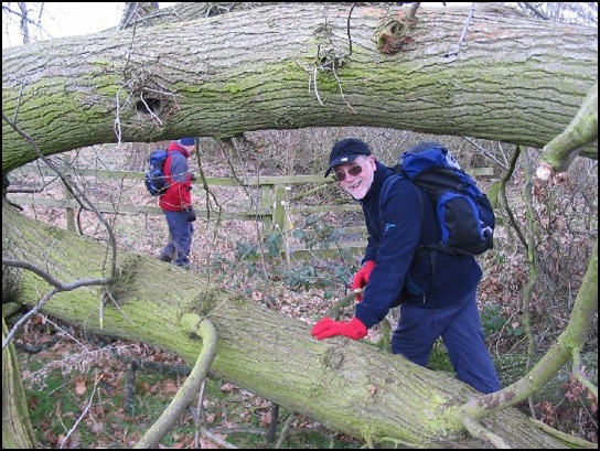 A smiling Mick clambering through the branches of the fallen tree that hid the route marker. 